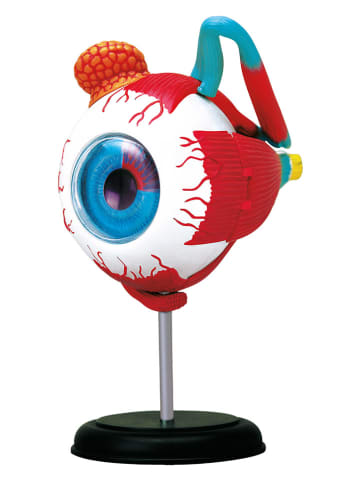 Leermodel "Het oog" - vanaf 8 jaar