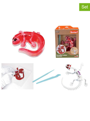 Experimenteerset "Dissect-It - Salamander'' - vanaf 6 jaar