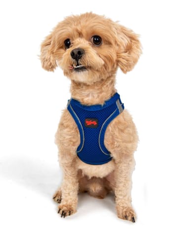 Hundegeschirr in Blau
