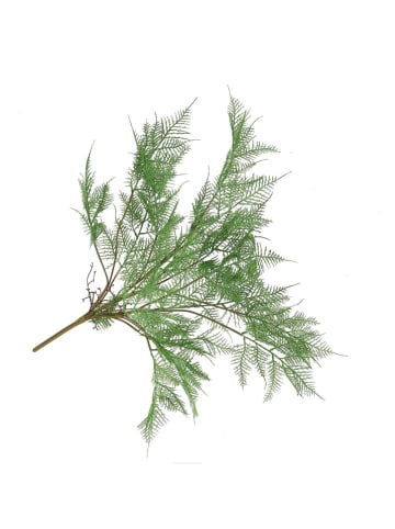 Dekoracyjna gałązka "Fern Asparagus" w kolorze zielono-brązowym - wys. 77 cm