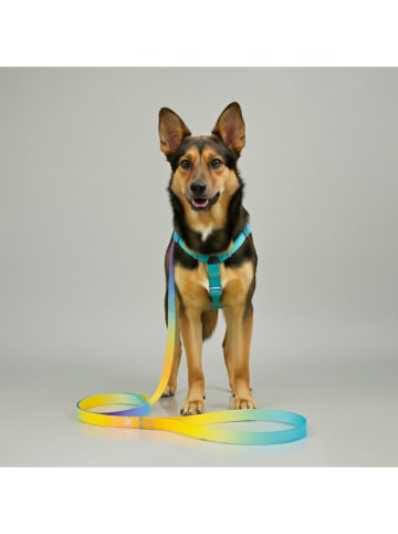 Hundegeschirr in Gelb/ Türkis