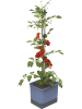 Gusta Garden Doniczka "Tom Tomato" w kolorze niebieskim na pomidory - 35 x 136 x 28 cm