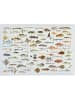 Madre Selva Dywanik łazienkowy "Fish in the Ocean" w kolorze białym ze wzorem - 60 x 40 cm