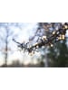 STAR Trading Ledlichtketting "Berry Mini" warmwit - (L)1400 cm