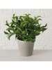 Boltze 3-delige set: kunstplanten "Varen" groen/grijs - (H)17 cm