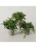 Boltze Sztuczne rośliny (3 szt.) "Farn" w kolorze zielono-szarym - wys. 17 cm