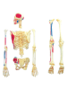 MGM 42tlg. Bausatz "Anatomie" - ab 8 Jahren