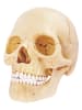 MGM 17tlg. Bausatz "Anatomie" - ab 8 Jahren