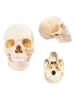 MGM 17tlg. Bausatz "Anatomie" - ab 8 Jahren