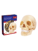 MGM 17tlg. Bausatz "Anatomie" - ab 8 Jahren