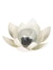Garden Hero Solarna lampa dekoracyjna LED "Lotus" w kolorze kremowym - wys. 12 cm