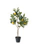 Boltze Kunstplant "Citroenboompje" groen - (B)30 x (H)73 x (D)20 cm