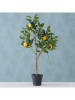 Boltze Topfpflanze "Zitronenbaum" in Grün - (B)30 x (H)73 x (T)20 cm