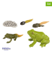 Eduplay Experimentierset "Lebenszyklen Frosch" - ab 3 Jahren