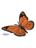 Eduplay Experimentierset "Lebenszyklen Schmetterling" - ab 3 Jahren