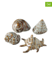 Boltze 4-delge set: schelpen crème/bruin - (H)4 cm