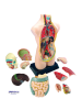 Eduplay Anatomiemodel - vanaf 8 jaar