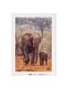 malango Schilderen-op-nummer-set "Olifantenpaar" - vanaf 14 jaar