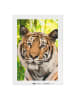 malango Malen nach Zahlen "Tiger im Dschungel" - ab 14 Jahren
