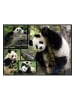 ambassador 1000-częściowe puzzle "Pandas" - 12+