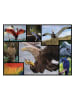 ambassador 1.000-delige puzzel "Vogels" - vanaf 12 jaar