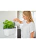 Gusta Garden Kräutertopf "Harry Herbs" in Weiß - (B)35,8 x (H)25 x (T)16 cm