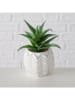 Boltze Sztuczne rośliny (2 szt.) "Aloe" w kolorze zielonym - wys. 14 cm