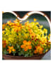 Garden Hero Ledsolarhanglamp lichtbruin - (B)34,1 x (H)16,4 cm