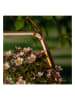 Garden Hero Solarna lampa wisząca LED w kolorze jasnobrązowym - 34,7 x 19,8 x 10,8 cm