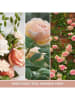 Yankee Candle Duftkerze ''Fresh Cut Roses'' - 368 g