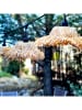 lumisky Ledlichtguirlande "Tahiti" naturel - (L)600 cm
