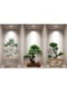 Ambiance 3D-Wandtattoo "Japanese bonsai"