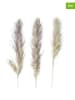 Boltze 3-delige set: decoratieve takken "Pampasgras" crème - (H)100 cm