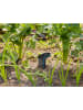 Gardena Sensor "Smart" zwart