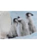 Zo!Home Beddengoedset "Pingu" wit/lichtblauw