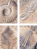 Schipper 4tlg. Malen nach Zahlen "Fossilien (Quattro)" - ab 12 Jahren