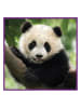 ambassador 100-delige puzzel "Panda" - vanaf 5 jaar