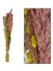 Dijk Natural Trockenblumenstrauß in Rosa/ Grün - (H)70 cm