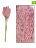 Dijk Natural 3er-Set: Trockenblumenstrauß "Wildschilf Vinz" in Rosa, 3x 10 Stück