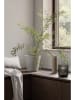 Blomus Gieter "Coloibri" beige - 1 l