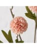 Boltze Sztuczne kwiaty (2 szt.) "Dahlie" w kolorze jasnoróżówo-zielonym - wys. 3 cm