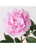 Boltze Sztuczne kwiaty w kolorze różowo-zielonym - wys. 17 cm