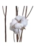 InArt Trockenblume in Braun/ Weiß - (H)95 cm