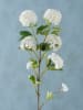 Boltze Dekoracyjny kwiat "Hortensie" w kolorze biało-zielonym - dł. 100 cm