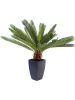 Kare Decoratieve plant "Cycas Tree" groen/zwart - (H)78 cm