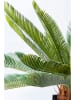 Kare Decoratieve plant "Cycas Tree" groen/zwart - (H)78 cm