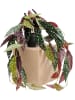 Kare Decoratieve plant "Begonia" groen/beige - (H)45 cm