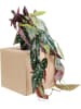 Kare Dekoracyjna roślina "Begonia" w kolorze zielono-beżowym - wys. 45 cm