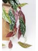 Kare Decoratieve plant "Begonia" groen/beige - (H)45 cm