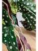 Kare Dekopflanze "Begonia" in Grün/ Beige - (H)45 cm